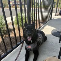 Cobalt Veterinary Clinic ico