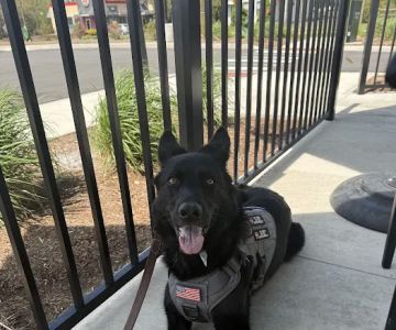 Cobalt Veterinary Clinic