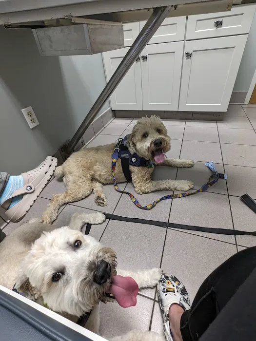 Glastonbury Animal Hospital: Nachtigal Linda T DVM 12