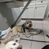 Glastonbury Animal Hospital: Nachtigal Linda T DVM ico