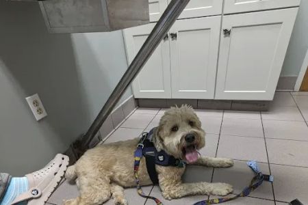 Glastonbury Animal Hospital: Nachtigal Linda T DVM