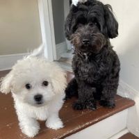 Banfield Pet Hospital ico