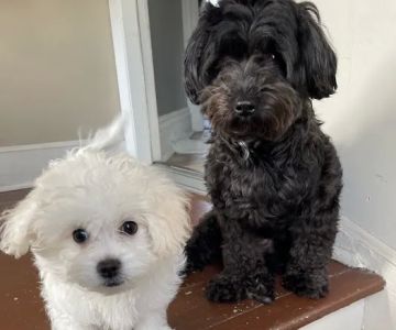 Banfield Pet Hospital
