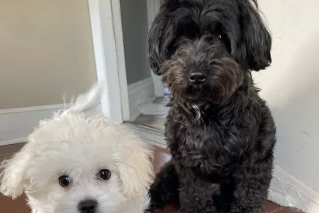 Banfield Pet Hospital