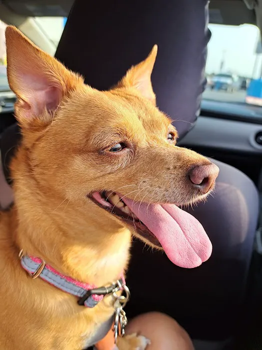 Banfield Pet Hospital 12