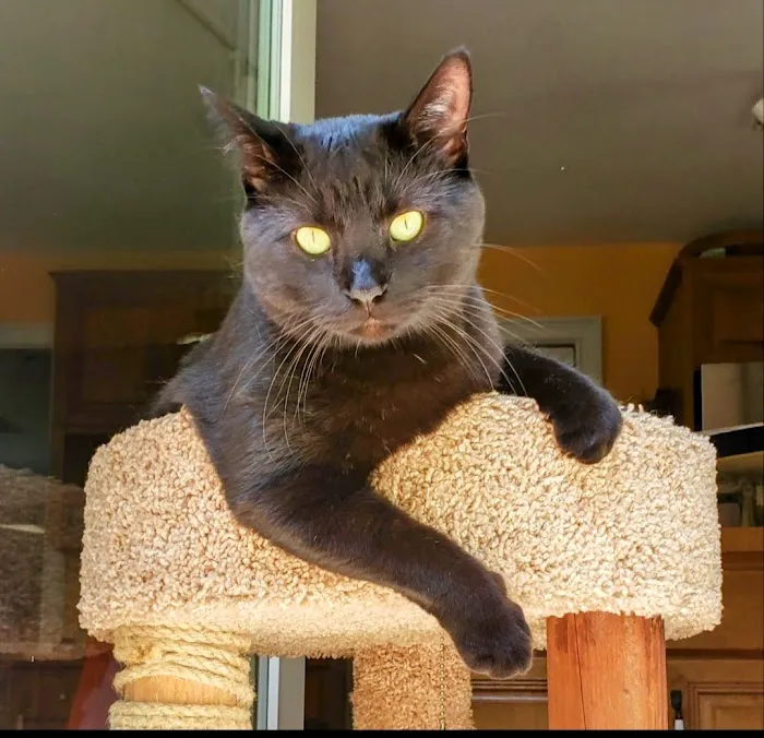 Branford Veterinary Hospital 12
