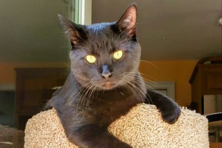Branford Veterinary Hospital