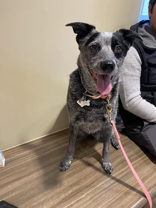 Branford Veterinary Hospital 12