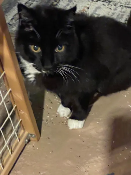 Pets' Friend Animal Hospital 12
