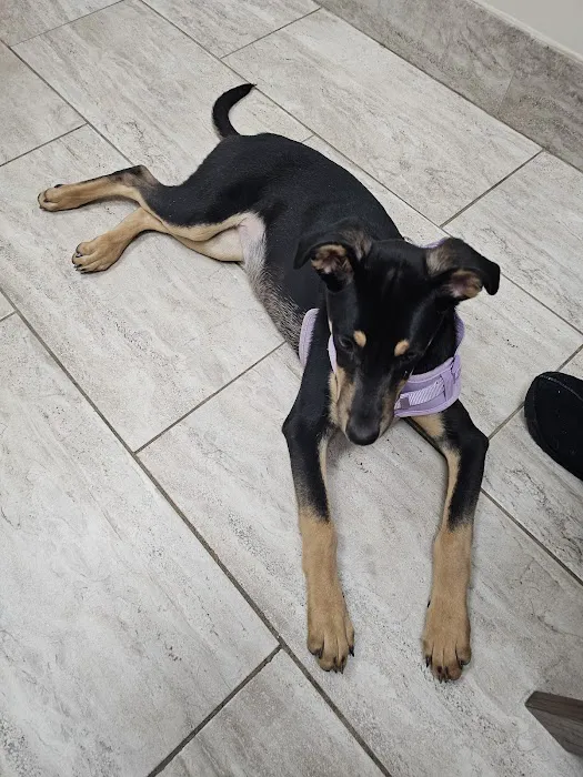 Guilford Animal Medical Center 12
