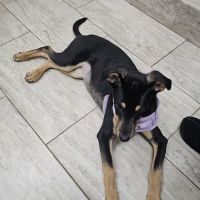Guilford Animal Medical Center ico