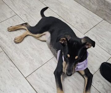 Guilford Animal Medical Center