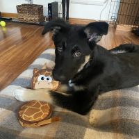 Guilford Veterinary Hospital ico