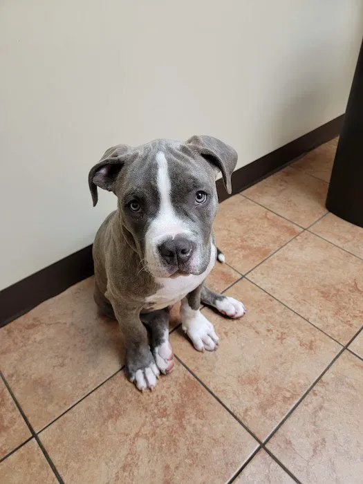 Community Veterinary Center 12