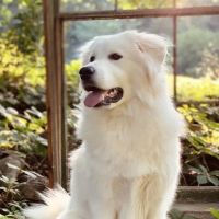 Community Veterinary Center ico