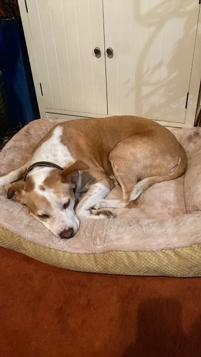 Community Veterinary Center: Leahy David DVM 1