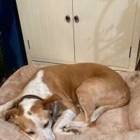 Community Veterinary Center: Leahy David DVM ico