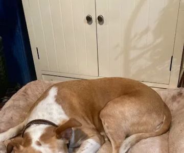 Community Veterinary Center: Leahy David DVM