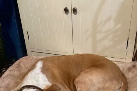Community Veterinary Center: Leahy David DVM