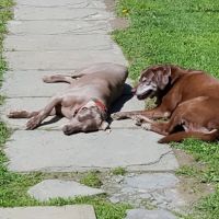 Pet Street Station Animal Hospital ico