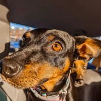 Oneonta Veterinary Hospital ico