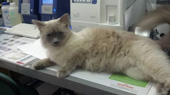 Oneonta Veterinary Hospital 12