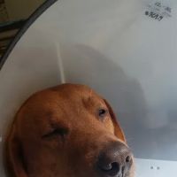 Grandview Estates Veterinary ico