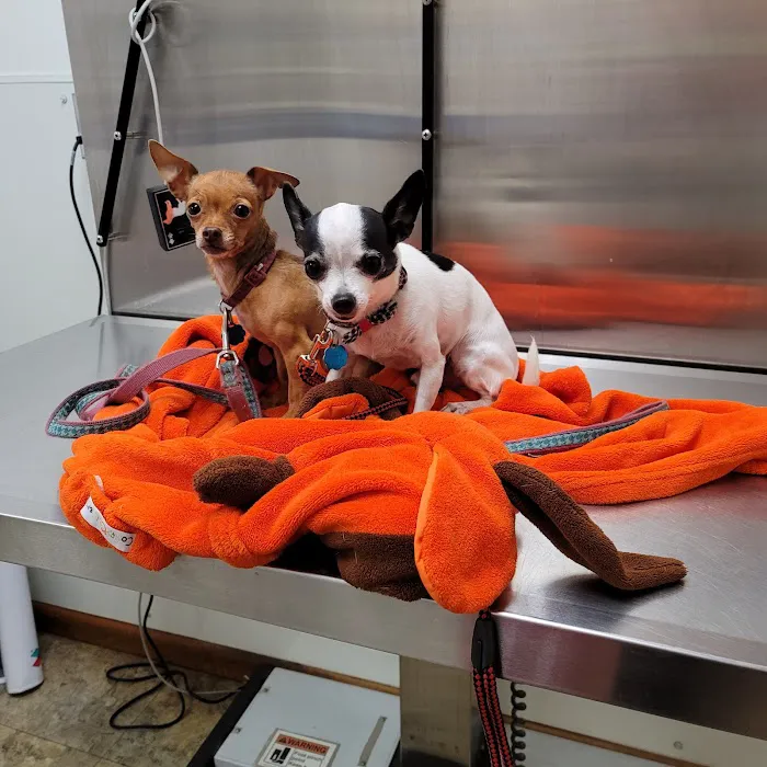 Delhi Animal Hospital 12