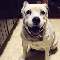 Delhi Animal Hospital ico