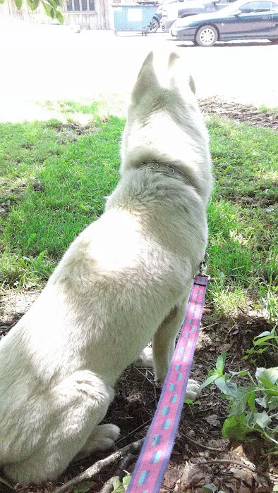 Delhi Animal Hospital 12