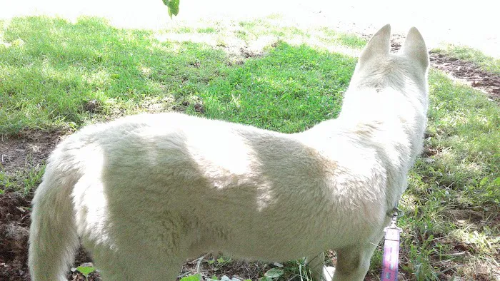 Delhi Animal Hospital 12
