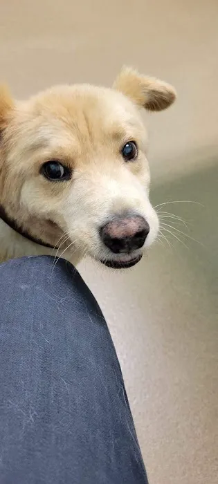 Kittrell Animal Hospital 5