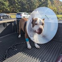 Kittrell Animal Hospital ico