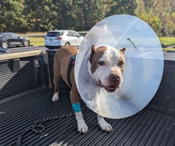 Kittrell Animal Hospital