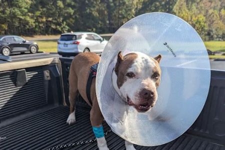 Kittrell Animal Hospital