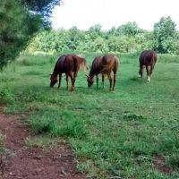 Pine Hollow Animal Hospital ico