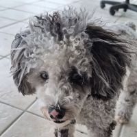 Riverside Veterinary Hospital ico