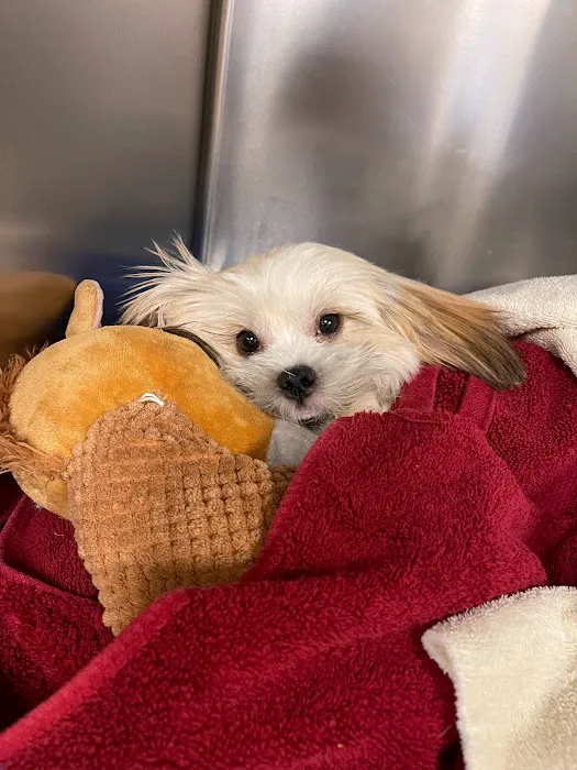 Riverside Veterinary Hospital: Meachem Chandra DVM 12
