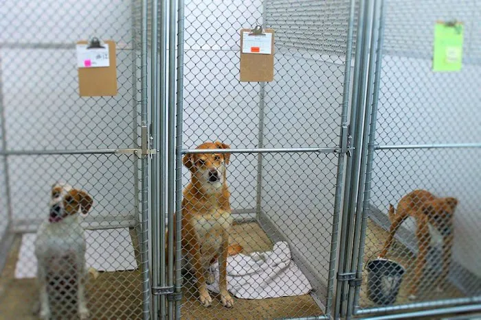 Animal Hospital of Pitt County 10