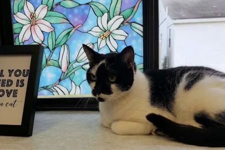 Trinity Veterinary Hospital