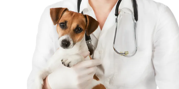 Points East Veterinary Emergency Hospital of Greenville 12