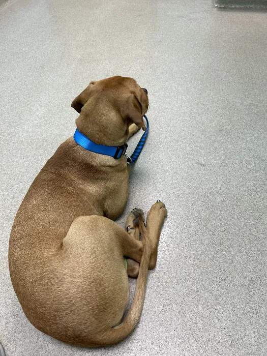 Points East Veterinary Emergency Hospital of Greenville 12