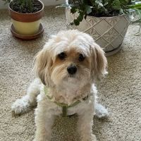 Winterville Animal Care ico