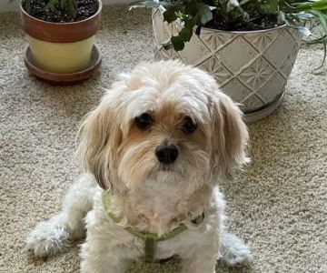 Winterville Animal Care