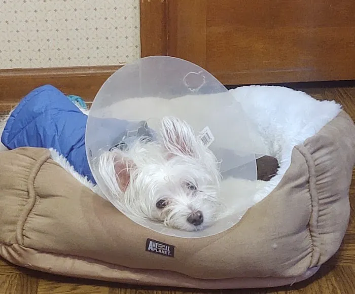 Banfield Pet Hospital 8