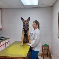 Northside Animal Hospital ico