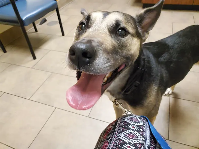 Five Oaks Animal Hospital 12