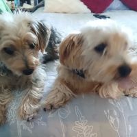 Riverbank Animal Hospital ico