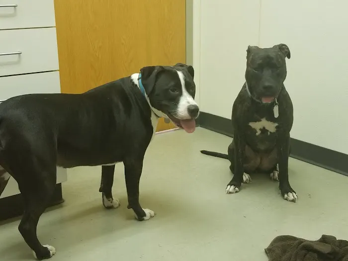 Benvenue Animal Hospital 12