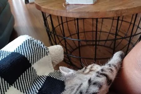 Benvenue Animal Hospital